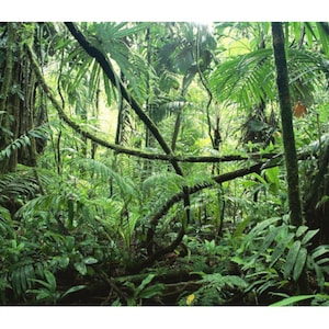 Peut inclure: Une scène de forêt tropicale dense, remplie de différentes nuances de vert. L'image présente une variété de plantes tropicales, notamment de grandes fougères, des palmes et des lianes. La lumière du soleil filtre à travers la canopée, créant un environnement naturel vibrant.