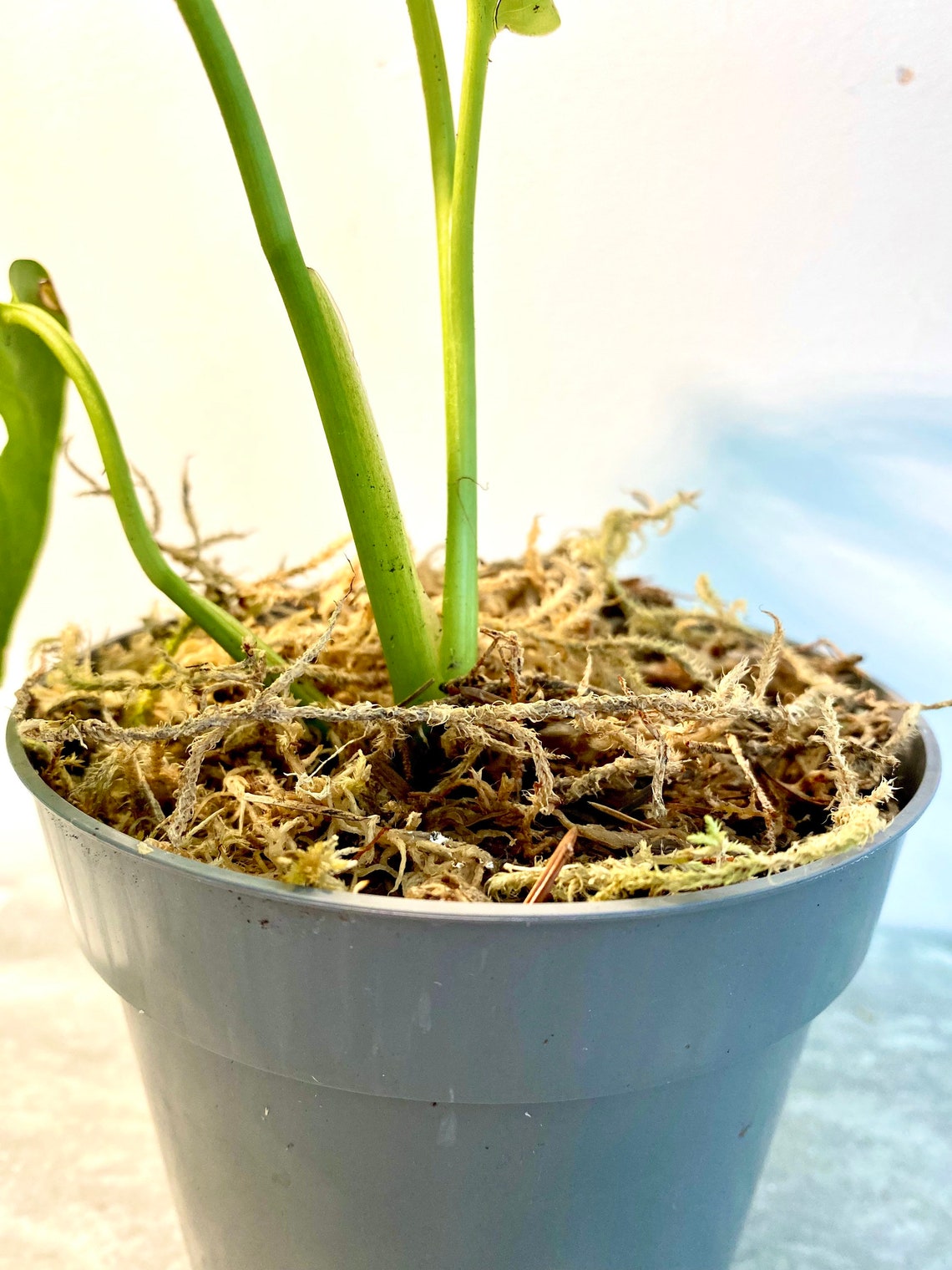 Sphagnum moss houseplant & cutting substrate Etsy