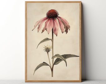 Coneflower Flower Painting - French Country Farmhouse Printable - Botanical Print, Wildflower, Wild Flower Print - 95