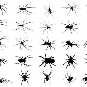 以下が含まれることがあります： 白い背景に孤立した、ユニークなポーズと脚の配置を持つ、20の黒いクモのシルエットのコレクションです。