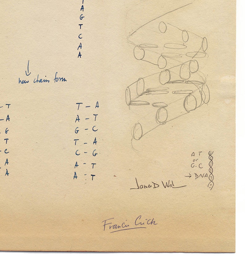 Watson & Crick Print, Poster, Art, Gift, Biology, DNA, Double Helix, Biologist, Francis Crick, James Watson, Great Scientist image 3