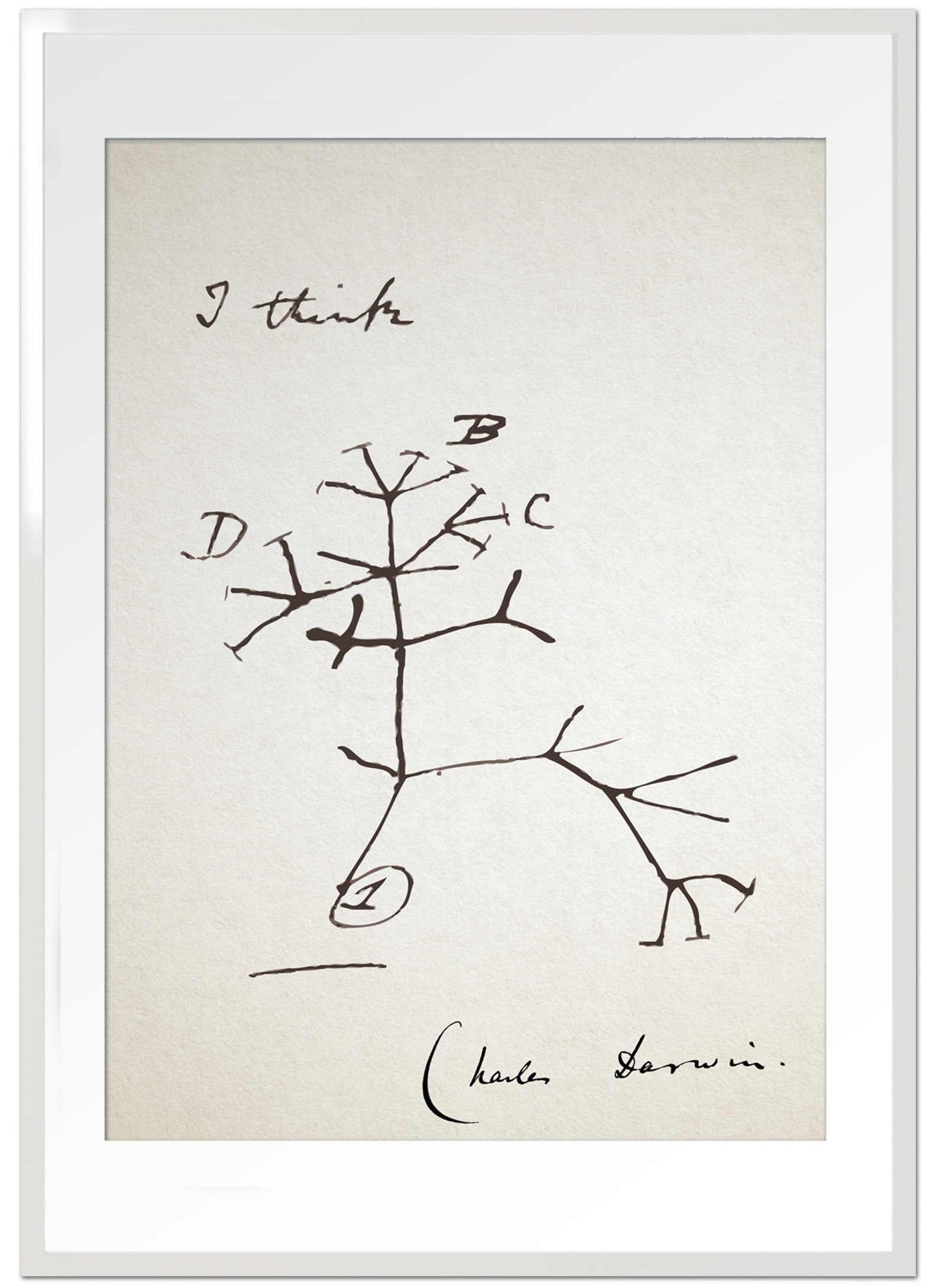 Charles Darwin 'I Think' quote: Darwin Print Poster | Etsy