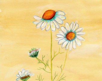 Giclee Watercolor Print Chamomile