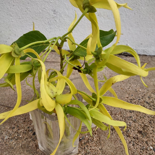 Ylang Ylang Plant Etsy