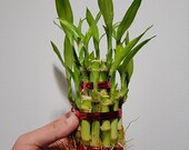 2 Tiered Tower Lucky Bamboo Plant Arrangement .gift. indoor plants.