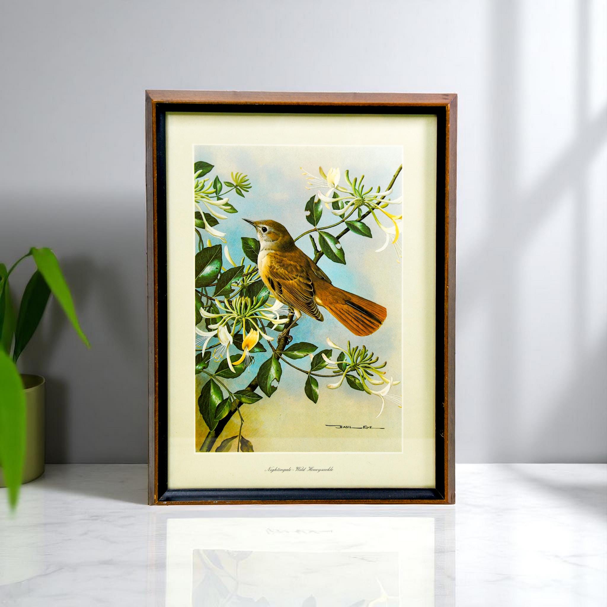 Vintage Framed Bird Print – “Nightingale with Wild Honeysuckle” by Basil Ede, 12x16