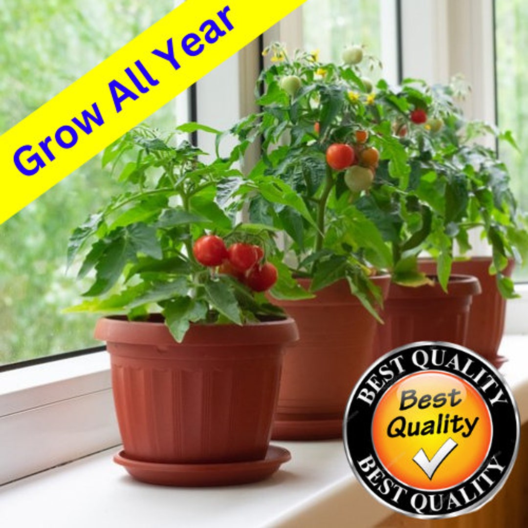 Sweet Cherry Tomato Plug Plants Grow All Year Round Fast Etsy UK