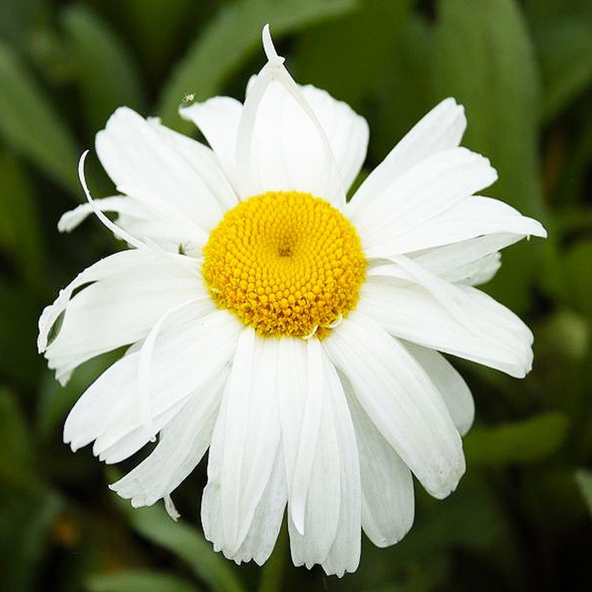 Perennial 3x LEUCANTHEMUM x superbum Crazy Daisy Etsy