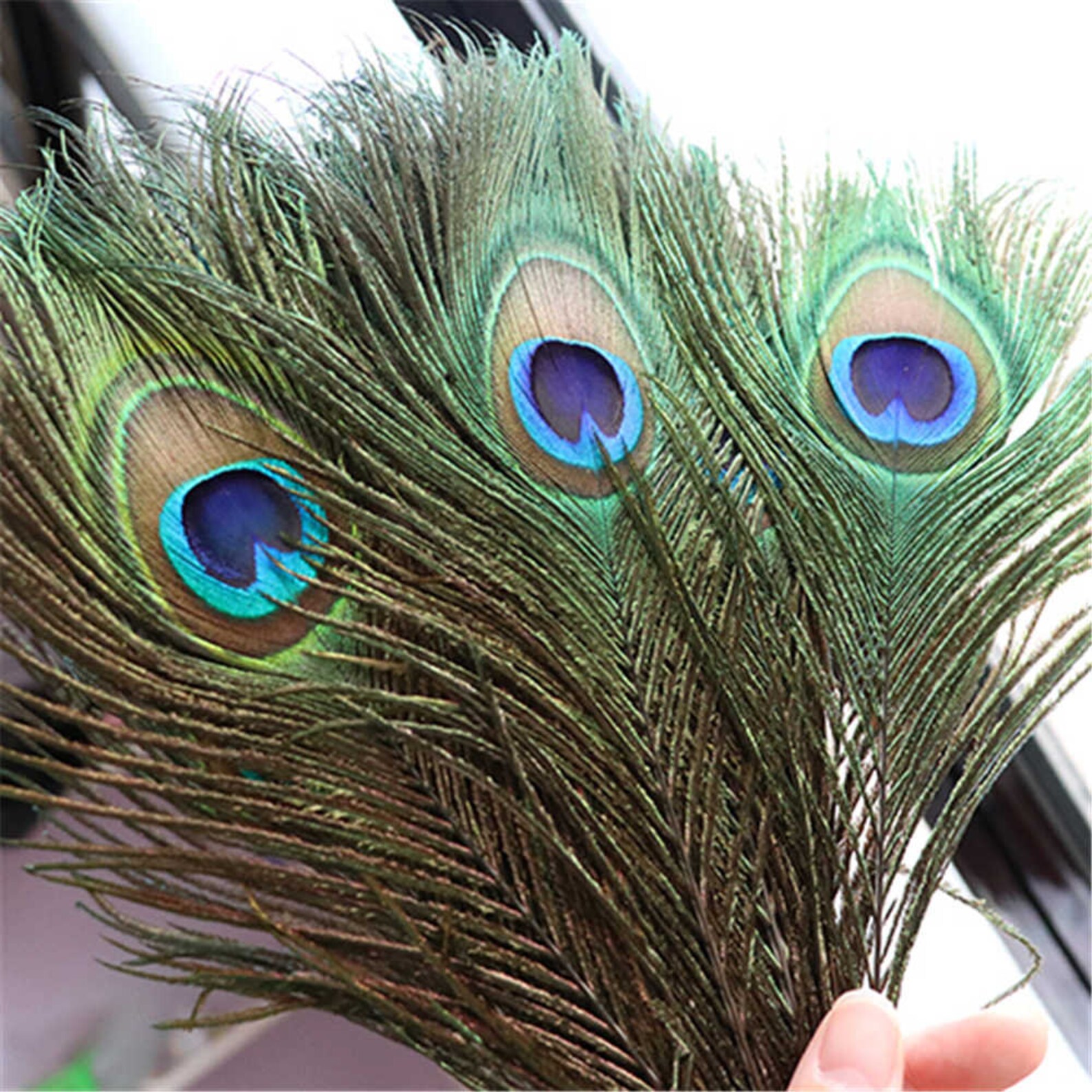 Natural Peacock Eye Feathers are approximately 2535 inches Etsy