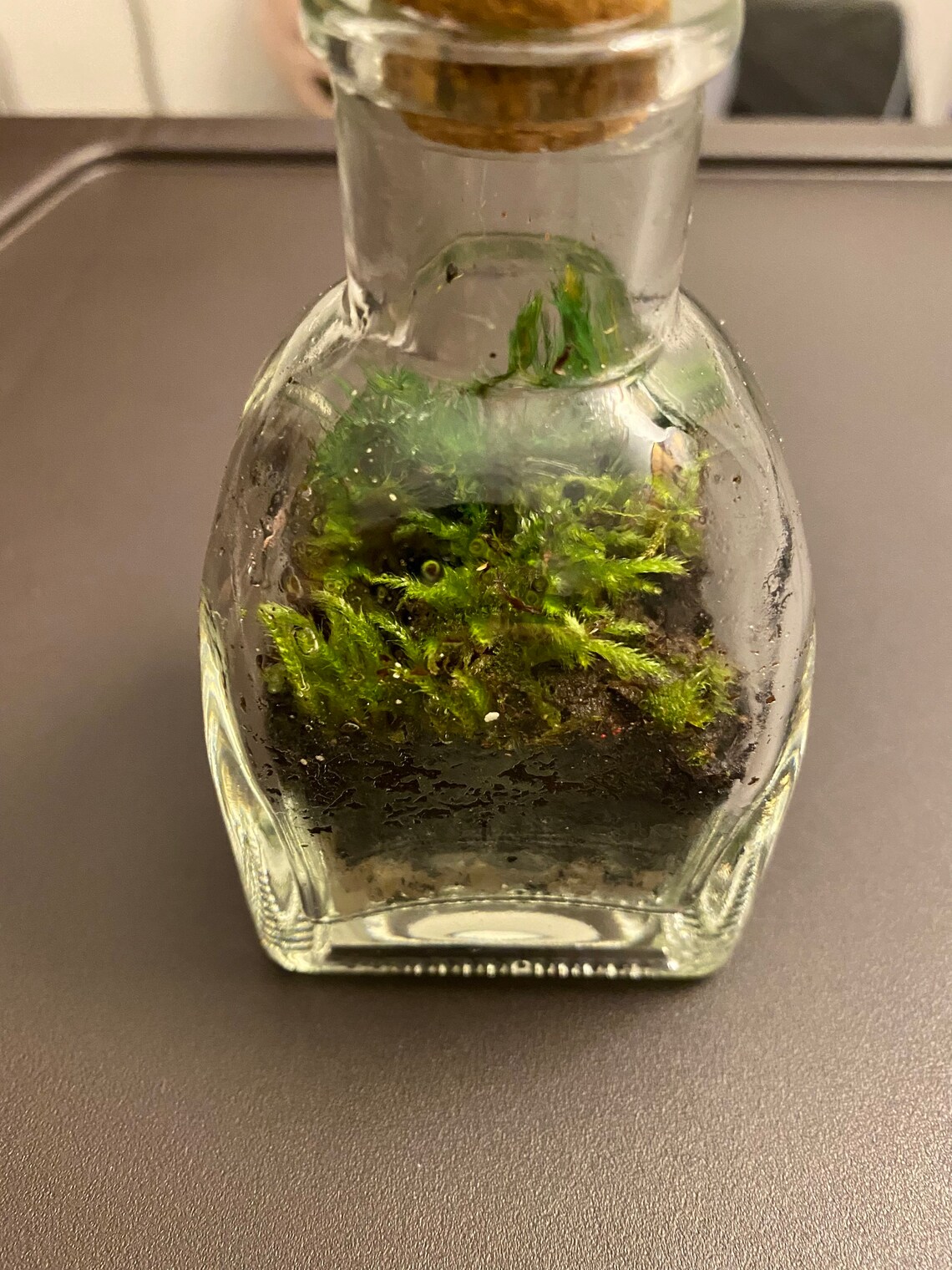 Moss terrarium with cork top Etsy