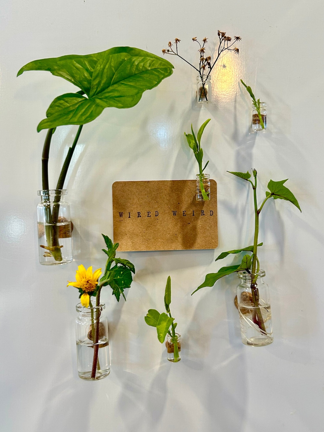 Mini Propagation Glass Jars Push Pins or Tiny Desk Plants