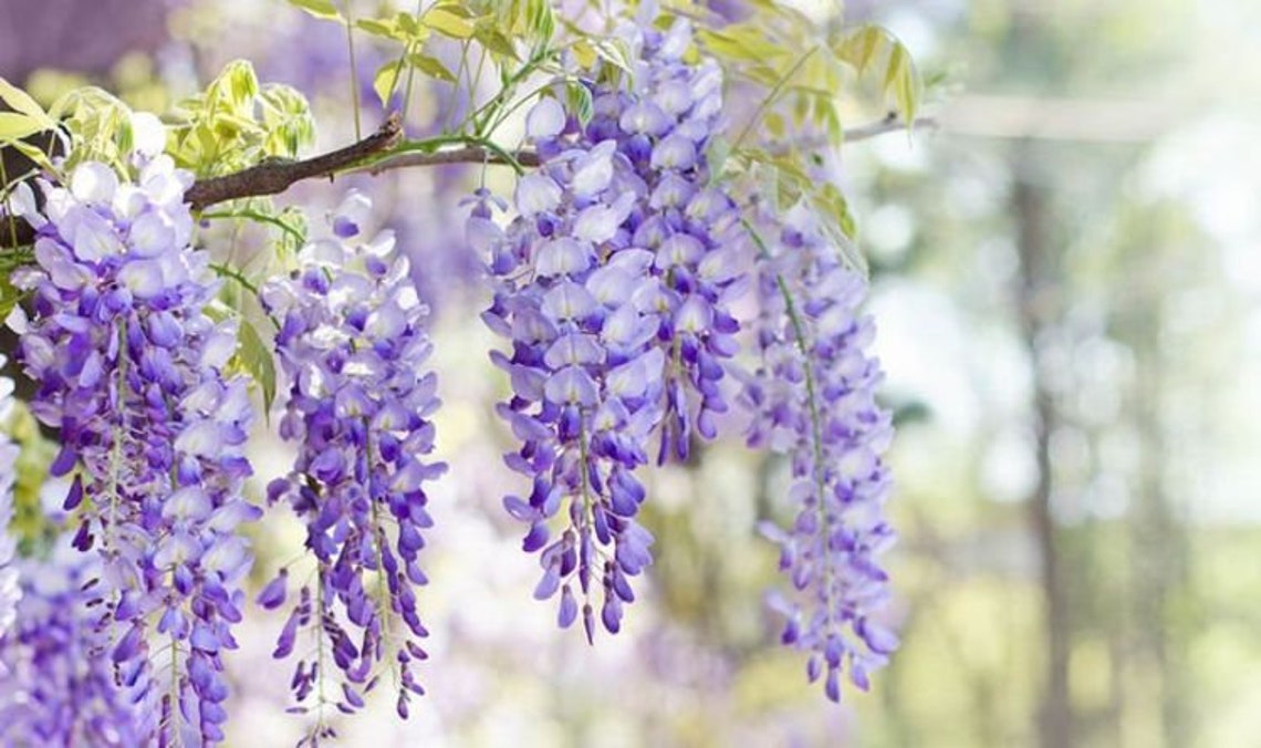 Wisteria Seeds Seeds Wysteria 5 Seeds Etsy