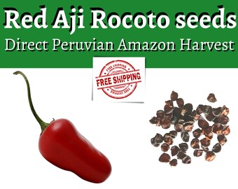 RED YELLOW CANARIO GIANT 30 BLACK PURE SEEDS of ROCOTO CHILI in 3 Varieties 