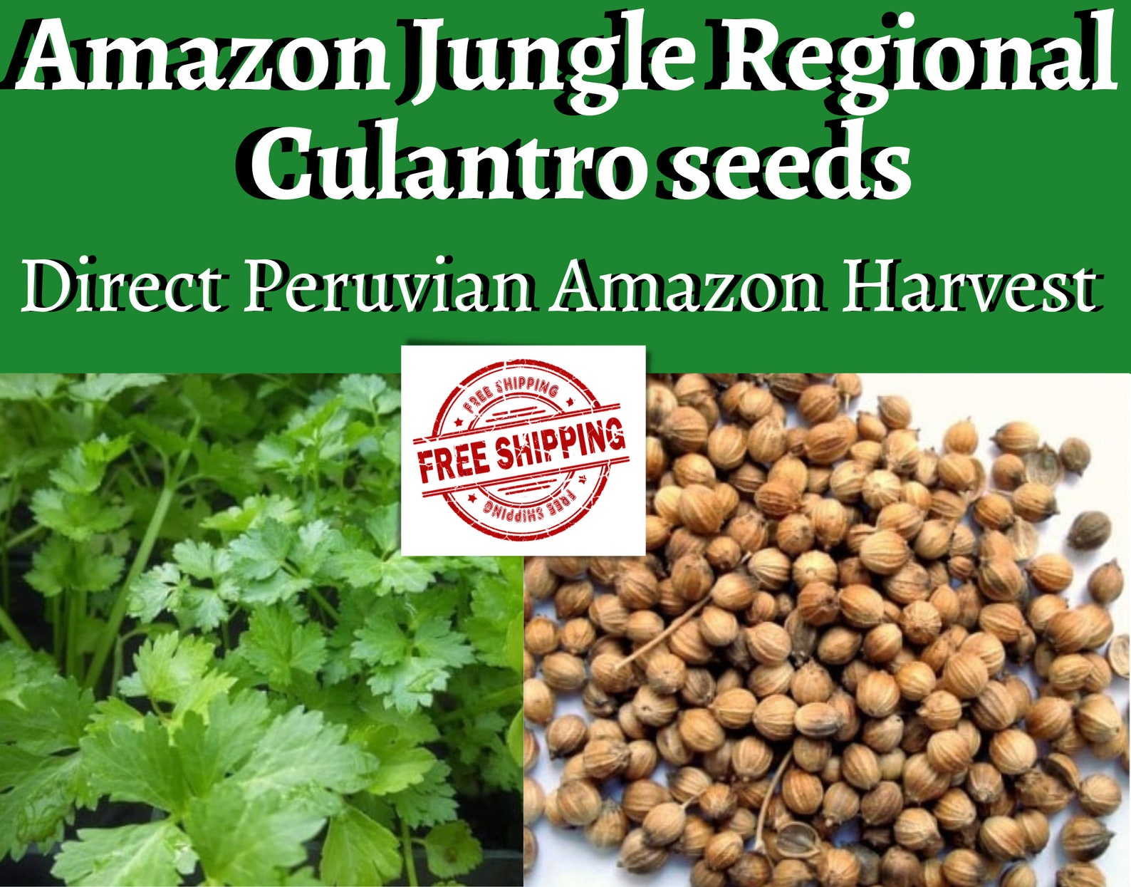150 Regional Culantro seeds Pure Peruvian Amazon strain Etsy