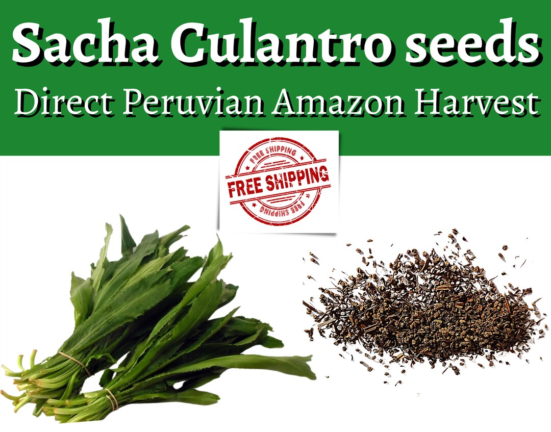100 Sacha Culantro Seeds Pure Peruvian Amazon Strain Harvest Etsy