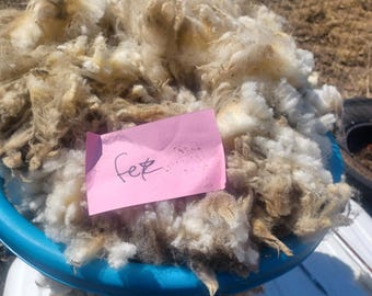Organic Raw Wool