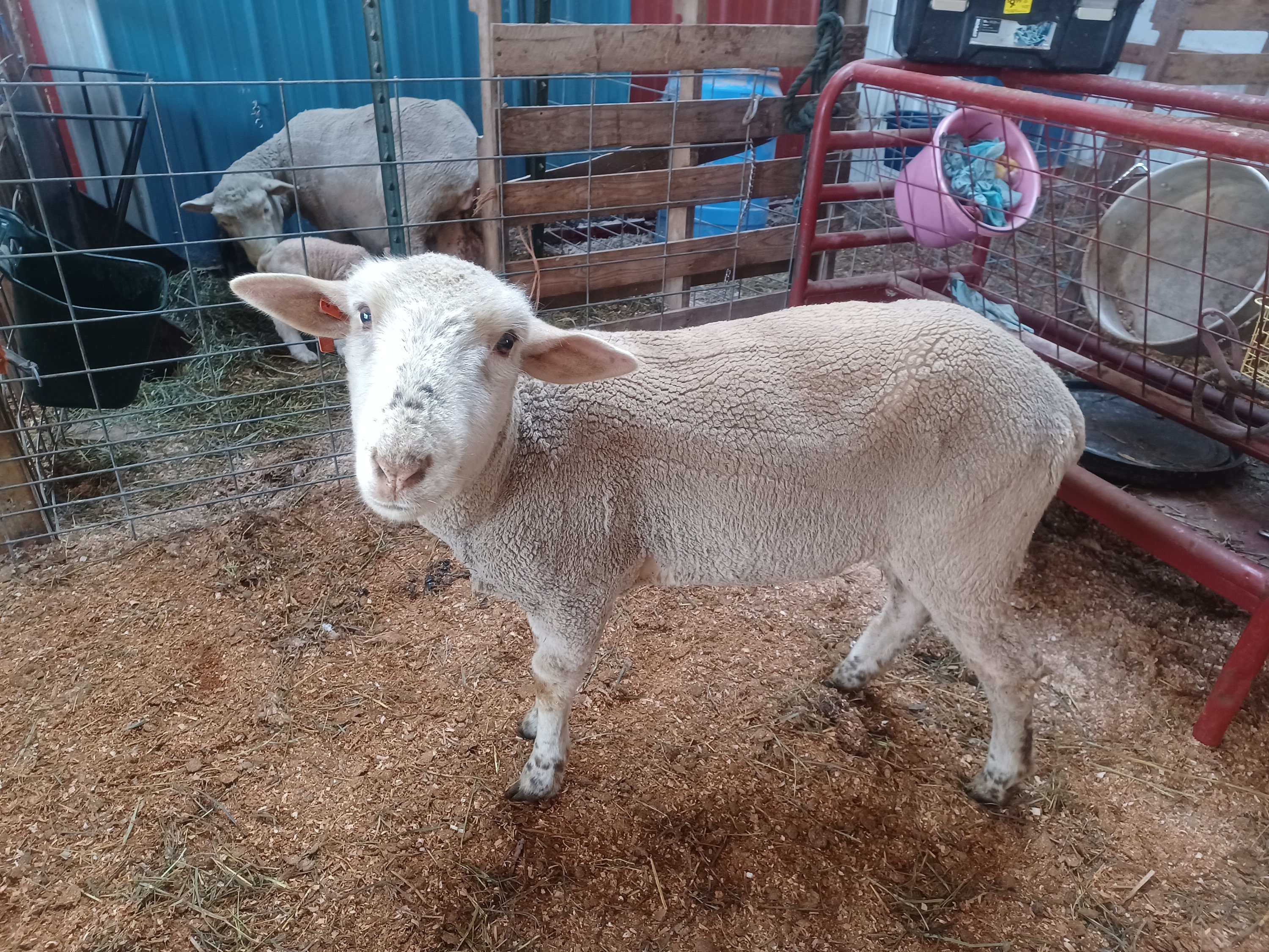 Polypay Fleece - Etsy