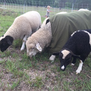 May include: A group of sheep grazing in a grassy field. The sheep have white and black wool, with some covered by a green tarp. A child is visible in the background near a wire fence.