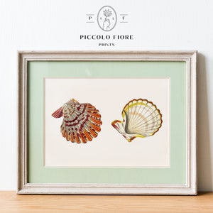 Vintage Mantle Scallop Shell Illustration Art Print | Instant DIGITAL DOWNLOAD | P76