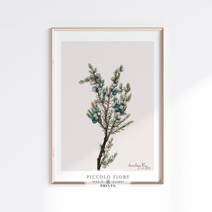 Vintage Mountain Juniper Illustration Art Print | Mary Vaux Walcott | 1931 | Instant DIGITAL DOWNLOAD | P200