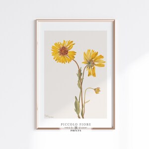 Vintage Perennial Gaillardia (Gaillardia aristata) Illustration Art Print | Mary Vaux Walcott | 1904 | Instant DIGITAL DOWNLOAD | P189
