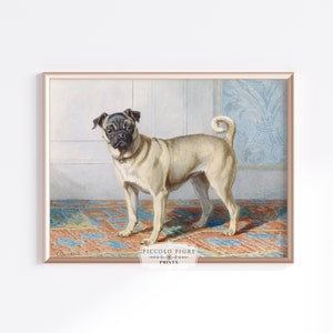 Vintage Pug Dog Portrait Painting/Illustration Dutch Art Print | 1800s | Instant DIGITAL DOWNLOAD | P128.1