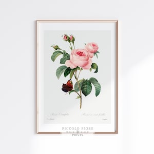 Vintage Cabbage Rose Floral Art Print | Pierre Joseph Redouté | Antique Botanical Printable Wall Art | Instant DOWNLOAD | P558