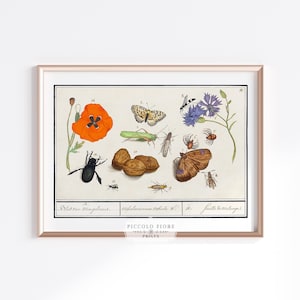 Conjunto de historia natural vintage: Impresión de insectos, mariposas y flores / Siglos XVI-XVII / DESCARGA DIGITAL INSTANTÁNEA / P239