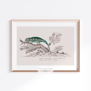 Vintage Cape Dwarf CHAMELEON Watercolour Illustration Art Print Reptile Lover Gift Present Printable Vintage Wall Art DIGITAL DOWNLOAD P787