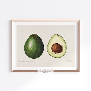 Vintage Avocado (Persea) Watercolour Illustration Kitchen Art Print | Instant DIGITAL DOWNLOAD | P416