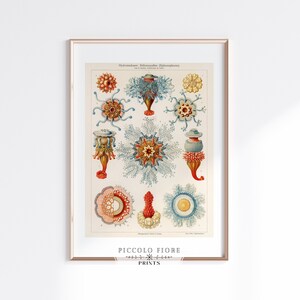 Vintage Jellyfish Art Print | Coastal Wall Art | Ernst Haeckel | Digital Art Print | Beach House Decor | Instant DIGITAL DOWNLOAD | P7