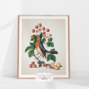 Vintage Robin and Strawberries Nature Watercolour Illustration Art Print | 1700s | Instant DIGITAL DOWNLOAD | P385