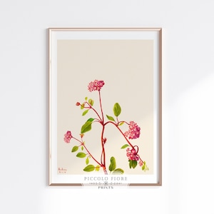 Ilustración vintage de verbena de arena (Abronia umbellata) / Mary Vaux Walcott / 1936 / DESCARGA DIGITAL INSTANTÁNEA / P163