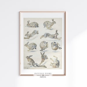 May include: A vintage illustration of a hare in various poses. The hare is depicted in a light brown color with white markings. The illustration is on a white background with the text "PICCOLO FIORE PRINTS" at the bottom.