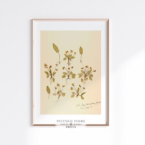 Vintage Dried Pressed Violas Art Print | Instant DIGITAL DOWNLOAD | P434