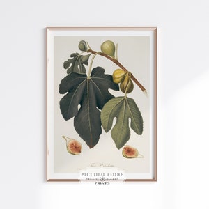 Vintage Neutral Home Decor Fig Watercolour Illustration Kitchen Art Print | 1800s | Instant DIGITAL DOWNLOAD | P403