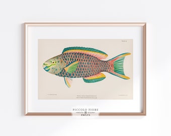 Vintage Fish Wall Art | Coastal Home Decor | Tropical Fish Art Print | Parrot Fish Painting | Printable Wall Art | DIGITAL DOWNLOAD | P2