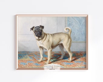 Retrato vintage de perro carlino, pintura/ilustración, impresión artística holandesa, siglo XIX, descarga digital instantánea, p. 128,1