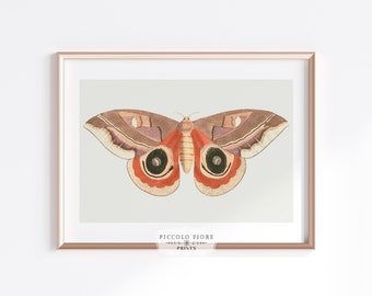 Może przedstawiać: Wydruk w ramie z vintage'ową ilustracją brązowego i czerwonego motyla z dużymi czarnymi oczami. Wydruk nosi tytuł "Piccolo Fiore Prints".