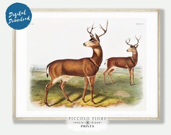 Vintage Deer Illustration Art Print | 1800s | Instant DIGITAL DOWNLOAD | P72