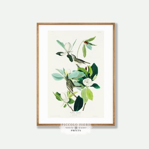 May include: A vintage botanical illustration of a pair of birds perched on a branch of a magnolia tree with white blossoms. The birds are depicted in shades of gray and green, with the magnolia leaves and flowers in shades of green and white.