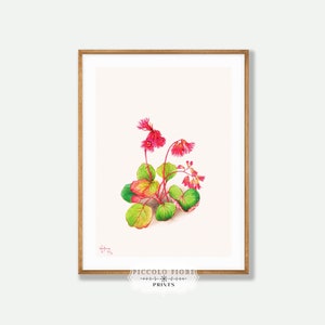 Ilustración vintage de Iwakagami (Schizocodon Soldanelloides) / Mary Vaux Walcott / 1936 / DESCARGA DIGITAL INSTANTÁNEA / P164