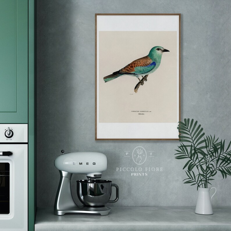 Pode incluir: Uma ilustra&ccedil;&atilde;o vintage de um rolinho azul empoleirado em um galho. A ilustra&ccedil;&atilde;o &eacute; impressa em papel creme e emoldurada em uma moldura de madeira marrom. A impress&atilde;o &eacute; intitulada "Coracias Garrula" e &eacute; de "Piccolo Fiore Prints".