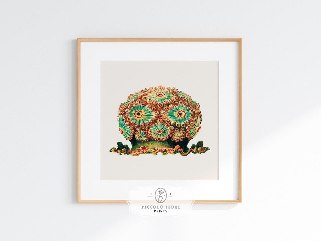 Vintage Colourful Tunicate Red And Green Sea Life Illustration Art
