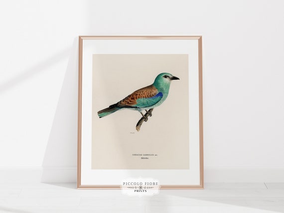 Vintage European Roller Bird Art Print | Green Bird Wall Art | Printable Wall Art | Digital Art Print | Instant DIGITAL DOWNLOAD | P8