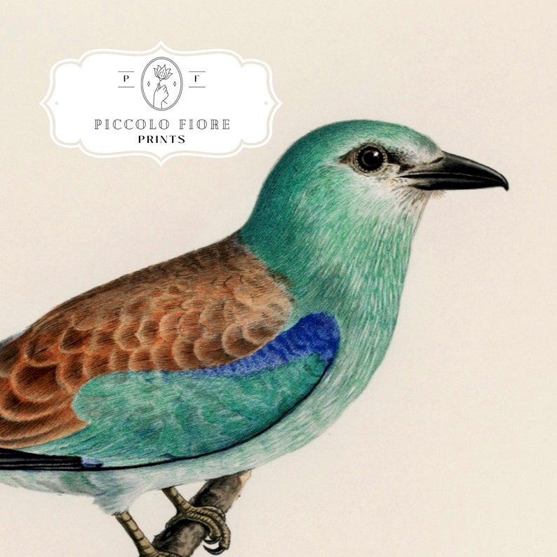 Pode incluir: Uma ilustra&ccedil;&atilde;o detalhada de um abetouro com penas marrons e azuis. O p&aacute;ssaro est&aacute; empoleirado em um galho com a cabe&ccedil;a virada para a direita. A ilustra&ccedil;&atilde;o &eacute; de estilo vintage e tem um fundo claro.
