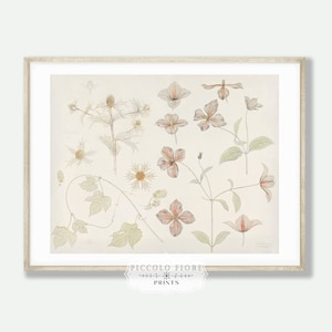 Vintage studieblad met zeedistel, hop en clematis Art Print | 19e eeuw | Julie de Graag | Direct digitaal downloaden | P149
