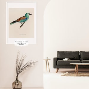 Pode incluir: Uma ilustra&ccedil;&atilde;o vintage de um rolinho azul com marcas marrons empoleirado em um galho. A ilustra&ccedil;&atilde;o &eacute; emoldurada em uma moldura branca e tem o texto "PICCOLO FIORE PRINTS" abaixo da imagem.