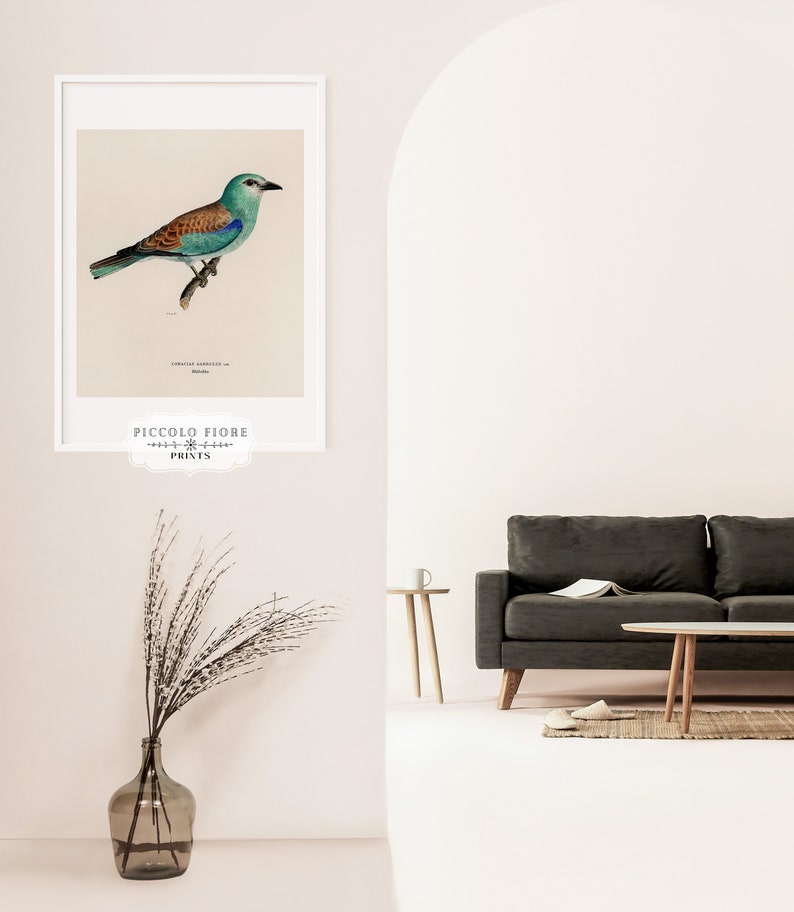 Pode incluir: Uma ilustra&ccedil;&atilde;o vintage de um rolinho azul com marcas marrons empoleirado em um galho. A ilustra&ccedil;&atilde;o &eacute; emoldurada em uma moldura branca e tem o texto "PICCOLO FIORE PRINTS" abaixo da imagem.