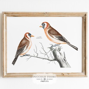 Vintage Goldfinches Bird Illustration Art Print | 1700s to 1800s | Instant DIGITAL DOWNLOAD | P78